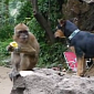 Watch: Puppy Is Desperate to Play with a Monkey