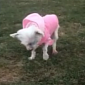Watch: Puppy Mill Dog Walks on Grass for the First Time Ever