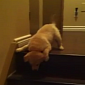 Watch: Puppy Teaches Younger Puppy to Go Down the Stairs