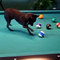 Watch: Raisin, the Pool Playing Chihuahua, Sinks Every Ball on the Table