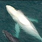 Watch: Rare Albino Whale Visits the Australian Coast