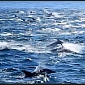 Watch: Rare Dolphin Stampede in California