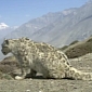 Watch: Rare Snow Leopard Caught on Camera in India