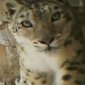 Watch: Rare Snow Leopard Is Caught on Camera in China