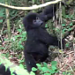 Watch: Rare Twin Baby Gorillas Caught on Camera in Rwanda
