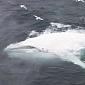 Watch: Rare White Whale Spotted near Norway