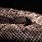 Watch: Rattlesnake Shakes in Super Slow Motion
