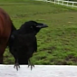 Watch: Raven Attacked by a Porcupine Asks for Help from Humans