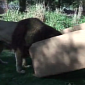 Watch: Really Big Cats Are Utterly Crazy over Boxes Too