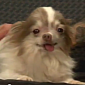 Watch: Recording of Billy, the Abused Chihuahua, and Adam's Live Stream