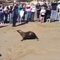 Watch: Rescued Sea Lions Are Returned to the Ocean