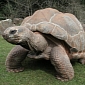 Watch: Richard Clayderman Serenades Tortoises