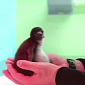 Watch: Rockhopper Penguin Chick Waves Its Wings for the Camera