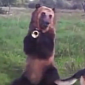 Watch: Russian Bear Performs All Sorts of Tricks, Is Best Friends with a Human