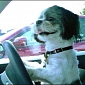 Watch: SPCA Teaches Dogs to Drive