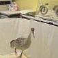 Watch: Sandhill Crane Gets a Peg Leg After Losing Its Real One in Golfing Accident