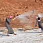 Watch: Saudi Arabians' Reaction to Snow Is Hilariously Ostrich-like