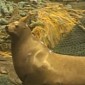 Watch: Sea Lion Flings Man Across the Deck of a Fishing Vessel