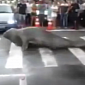 Watch: Sea Lion Goes for a Walk Up and Down a City Street in Brazil