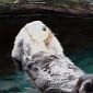 Watch: Sea Otter Massages Its Own Face, Enjoys Every Minute of It