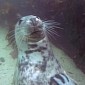 Watch: Seal Gets a Belly Rub from a Diver