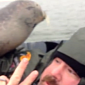 Watch: Seal Hops into Boat, Cuddles with Duck Hunter