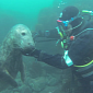Watch: Seals Goof Around with Divers, Look Totally Adorable