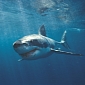 Watch: Shark Attacks in Slow Motion