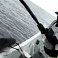 Watch: Shocking Footage Reveals the Truth of the Shark Fin Industry