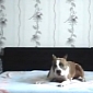 Watch: Sly Dog Jumps on Owner's Bed When He's Home Alone