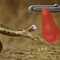 Watch: Snake Attack Shown in Slow Motion