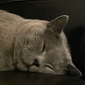Watch: “Snoring Animals” Compilation Is a Must-See