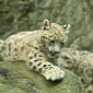 Watch: Snow Leopard Cub Chases After His Mom, Tries to Bite Her Tail