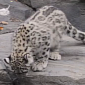 Watch: Snow Leopard Cubs Explore Their Outdoor Habitat