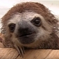 Watch: Squeaking Baby Sloths Will Totally Make Your Day