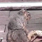 Watch: Squirrel Is Viciously Attacked by a Paper Bag