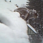 Watch: Squirrel Tunnels Through Snow, Is Probably Looking for Spring