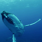 Watch: Stunning Footage of Whales Swimming in the Ocean