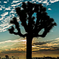 Watch: Stunning Time-Lapse Documents the Beauty of Joshua Trees