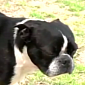 Watch: Talking Dog Named Domino Barks “I Love You”