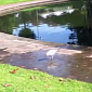 Watch: Tap Dancing Seagull Tricks Worms into Coming Out of Their Hiding Places