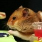Watch: Teeny Tiny Hamster Wins Eating Competition
