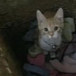 Watch: The Funniest “Cat in a Laundry Basket” Video Ever