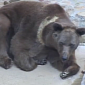 Watch: The Story of How 17 Bears Were Rescued from Concrete Pits