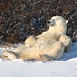 Watch: The World's Laziest Polar Bear Is Caught on Camera