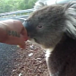 Watch: Thirsty Koala Meets Cyclist, Drinks His Water