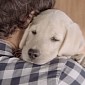 Watch: Budweiser Ad Is a Real Tearjerker, and That's a Good Thing