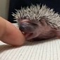 Watch: This Is What a Baby Hedgehog's Tongue Looks Like