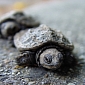 Watch: Thousands of Baby Turtles Are Released into a River
