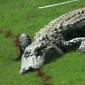Watch: Three-Legged Alligator Struts Around Golf Course in New Orleans